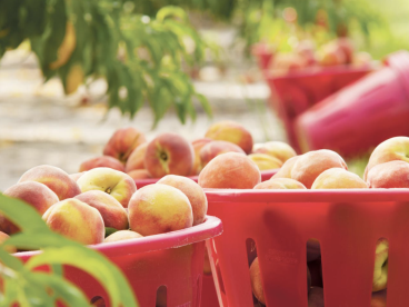 8月10日桃子丰收节